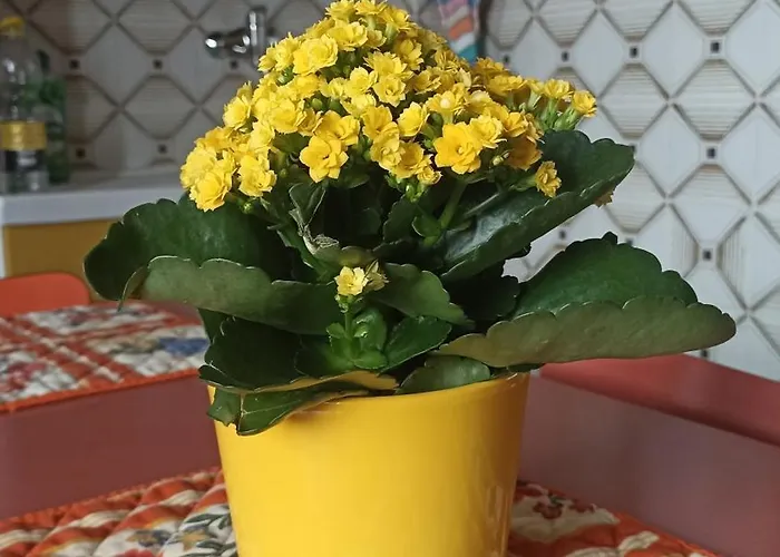 Yellow Submarine דירה מילאנו