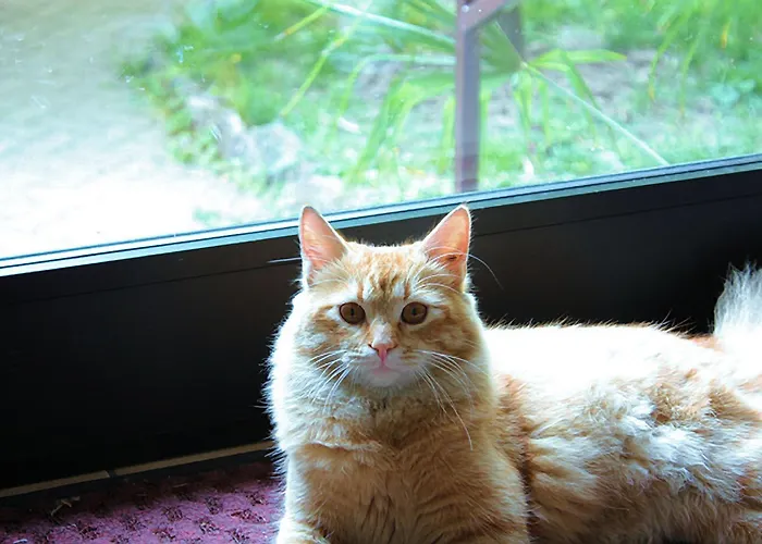 酒店 帕拉迪索酒店 2*