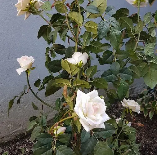 Casa Dolce Casa Casa de hóspedes