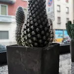 Venini