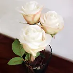 Bed & Breakfast Argentina Milan