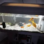 ゲストハウス House
