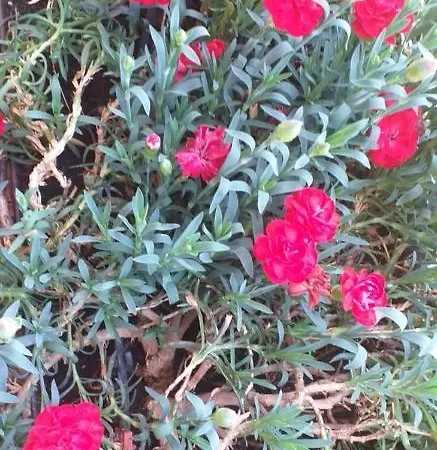 With Terrace And Loft With Garden In Naviglio Pavese Pensión *