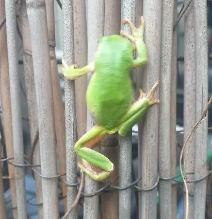 Pensión With Terrace And Loft With Garden In Naviglio Pavese