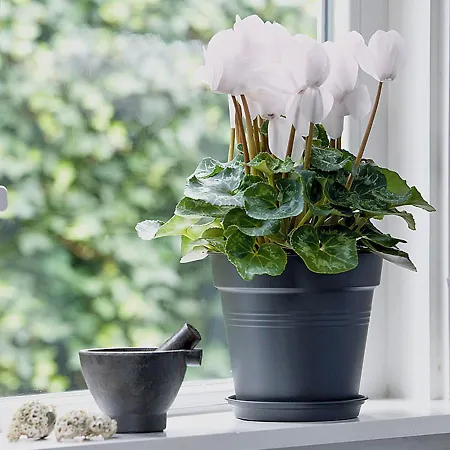 50 Papiniano Appartamento