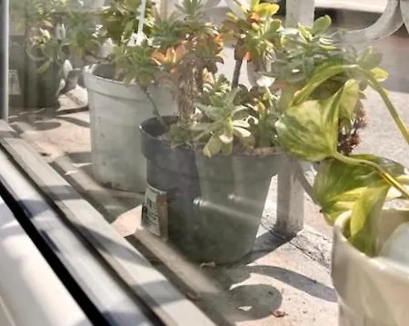 The Small White House In Apartman Milánó