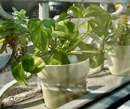 The Small White House In Apartman