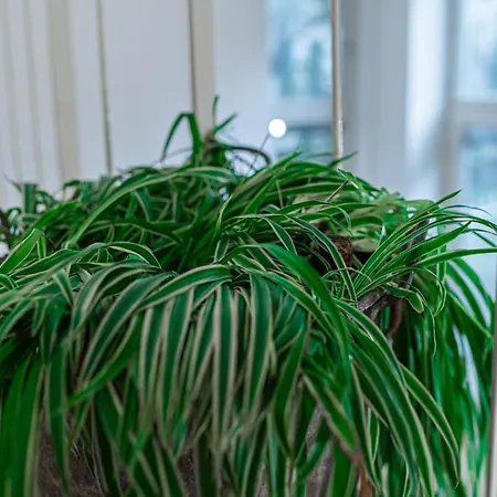 Luxavocadoloft Duomo 10m בית נופש *