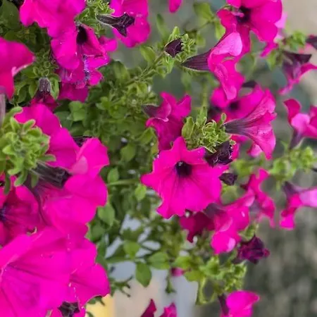 Grazioso Monolocale Appartement *