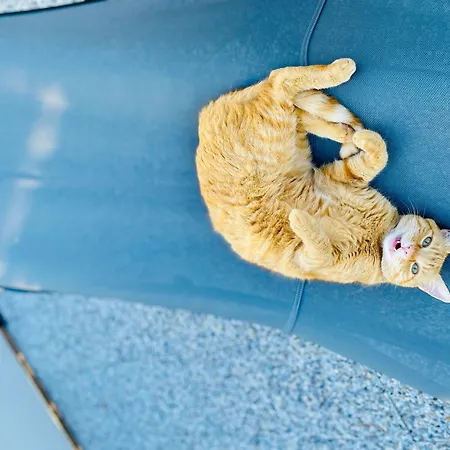 The Luxory Cat לינה וארוחת בוקר מילאנו