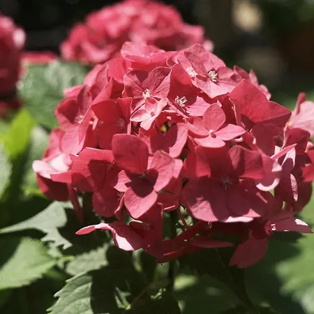 Comecasa Flowery Terraced