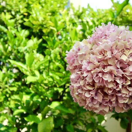 Apartman Frate - Your From *