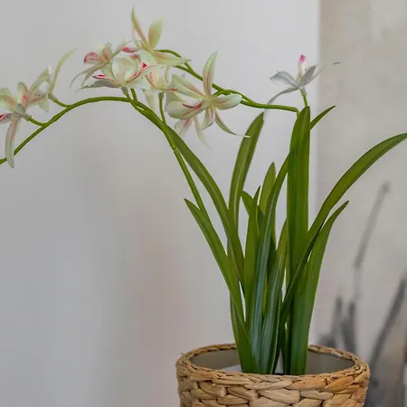 Apartament Stradivarius House - Carozzi *