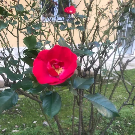 Missori Rose Garden View 公寓 *