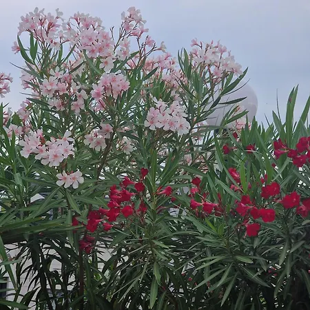 Pier's House - Attico A 3 Chilometri Dal Centro * Milão