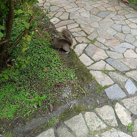 公寓 Garden Flat *