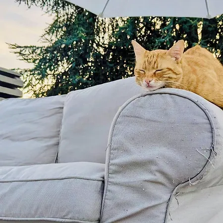 The Luxory Cat לינה וארוחת בוקר