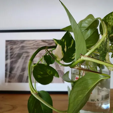 Appartement Veronica's