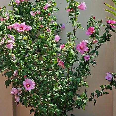 Pier's House - Attico A 3 Chilometri Dal Centro Apartamento