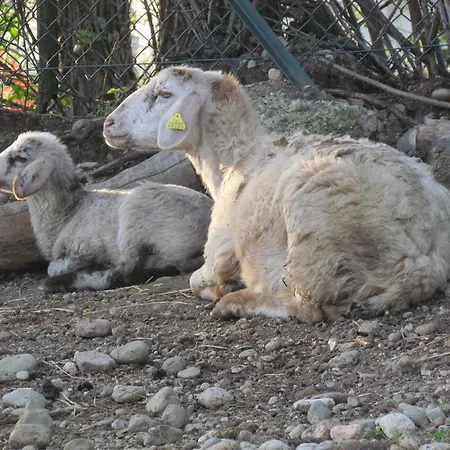 Κάμπινγκ Village Citta Di 4*