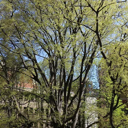 Serendipity Πανσιόν 4*