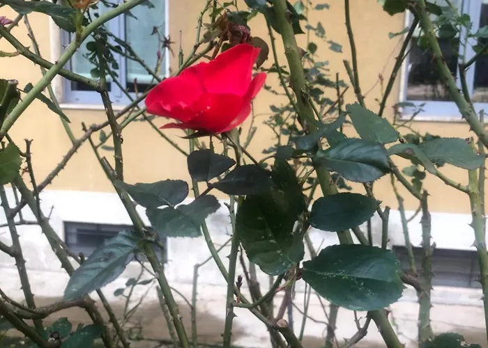 Daire Missori Rose Garden View *