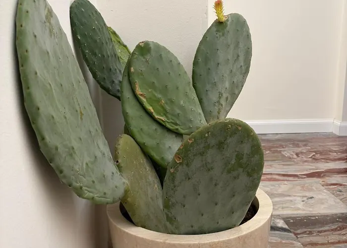 Guest house Califla 3*